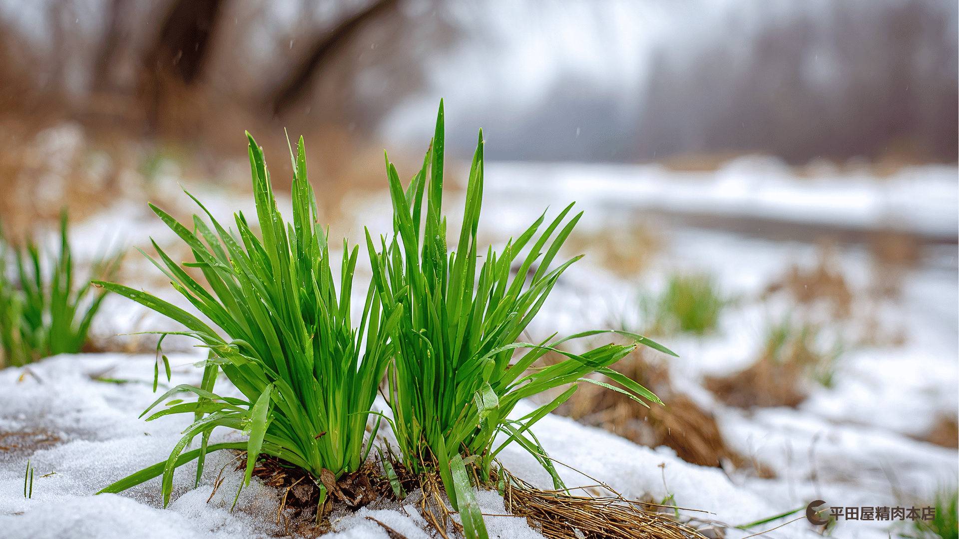 平田屋精肉本店ブログ記事 (4).png